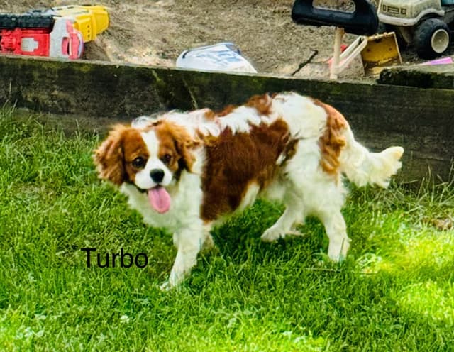 Cavalier King Charles Spaniel Puppies media 26
