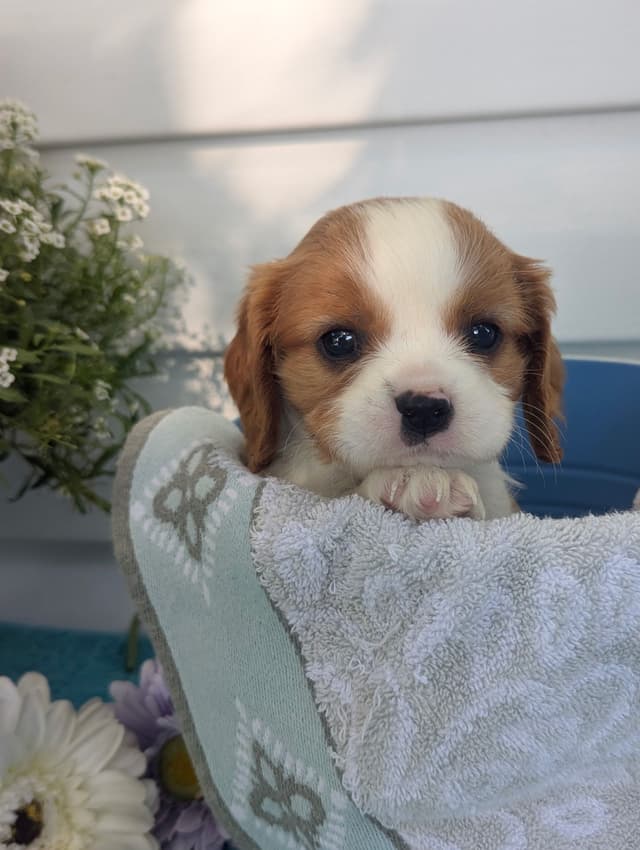 Cavalier King Charles Spaniel Puppies media 27