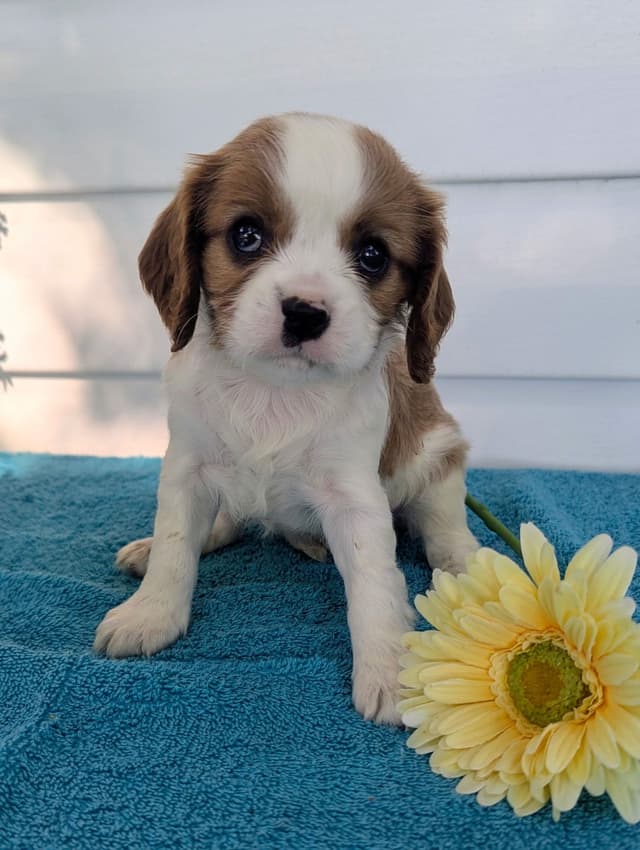 Cavalier King Charles Spaniel Puppies media 28