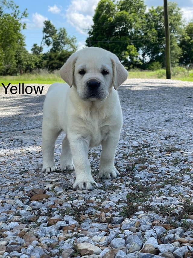 Labrador Retriever Puppies media 2