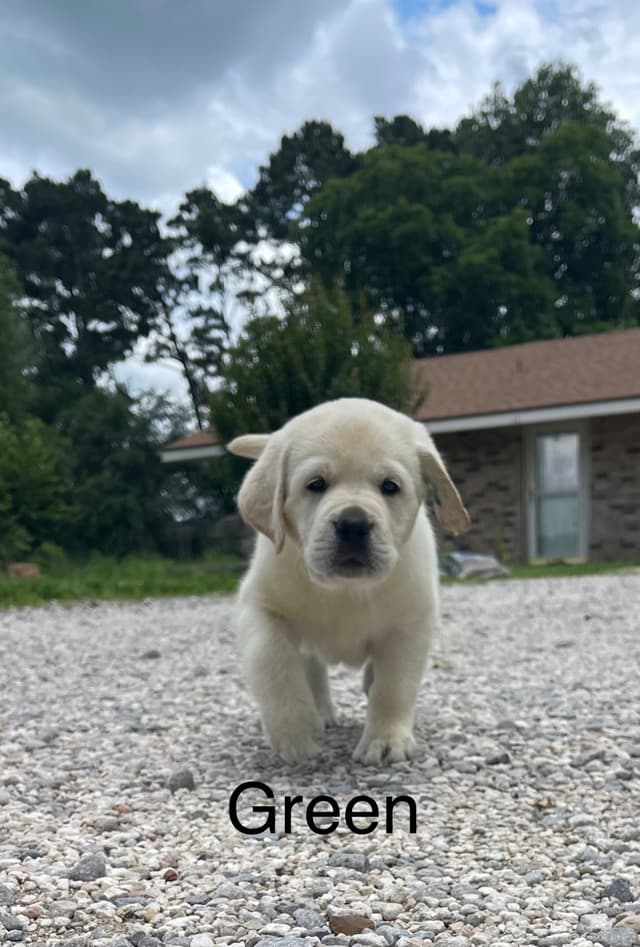 Labrador Retriever Puppies media 3