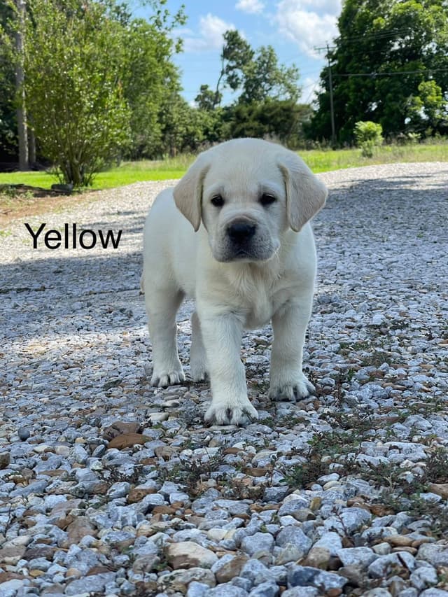 Labrador Retriever Puppies media 4