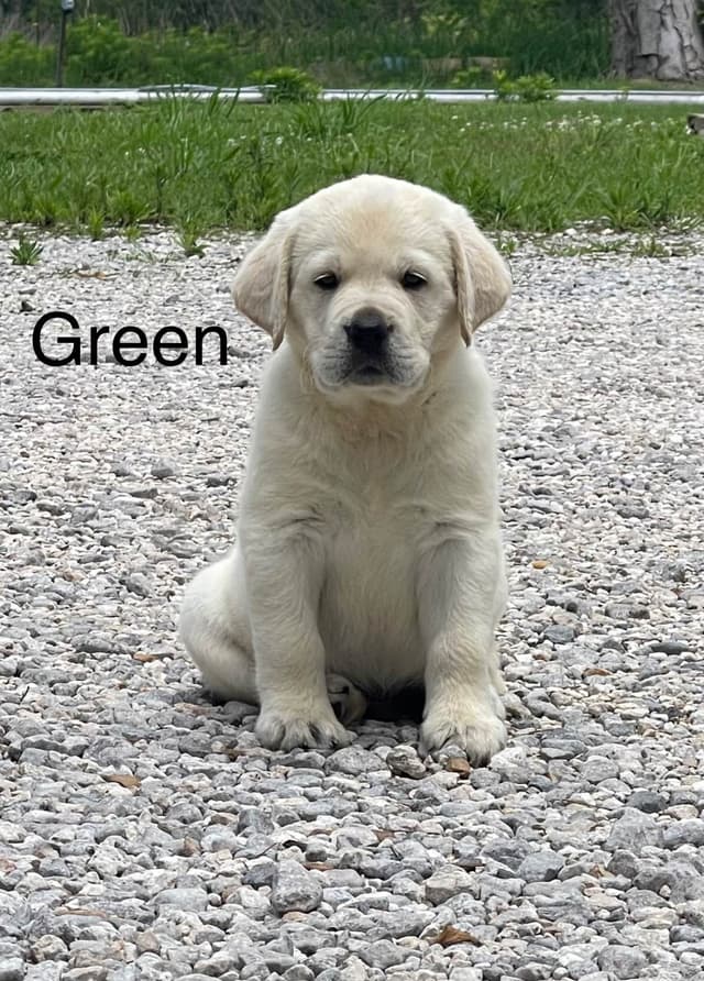 Labrador Retriever Puppies media 5