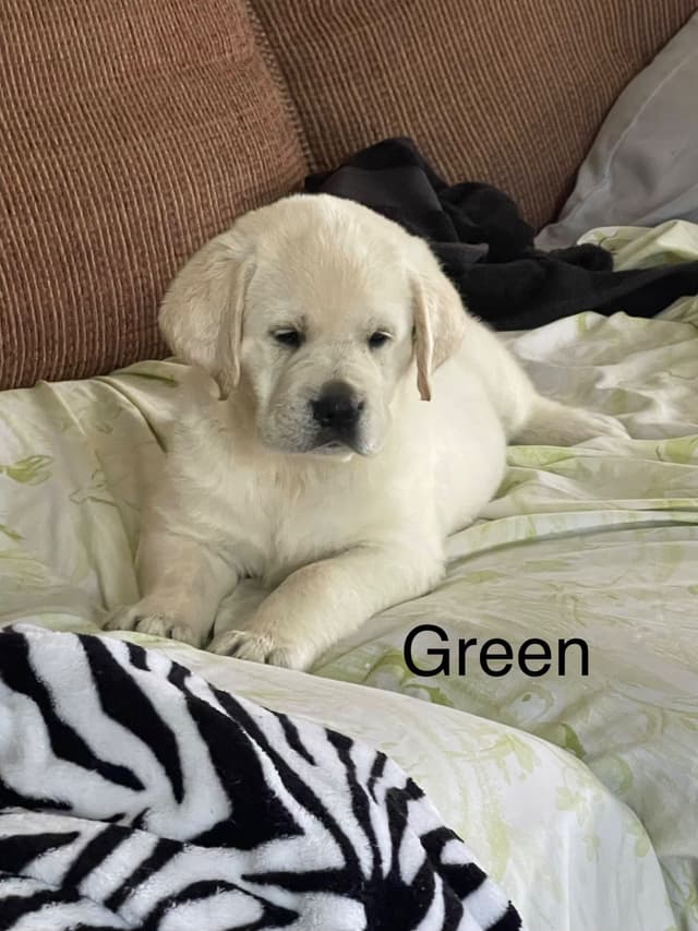 Labrador Retriever Puppies media 6