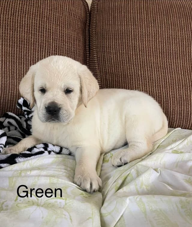 Labrador Retriever Puppies media 8