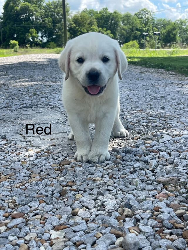 Labrador Retriever Puppies media 9