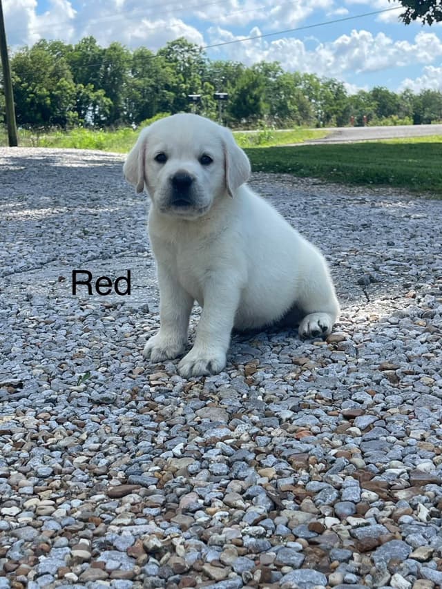 Labrador Retriever Puppies media 10