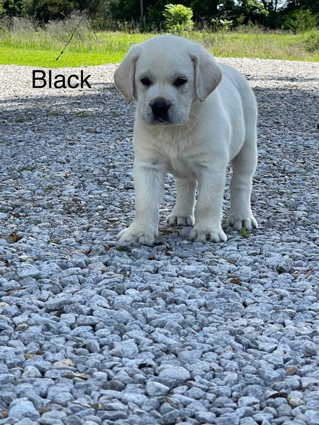 Labrador Retriever Puppies media 11