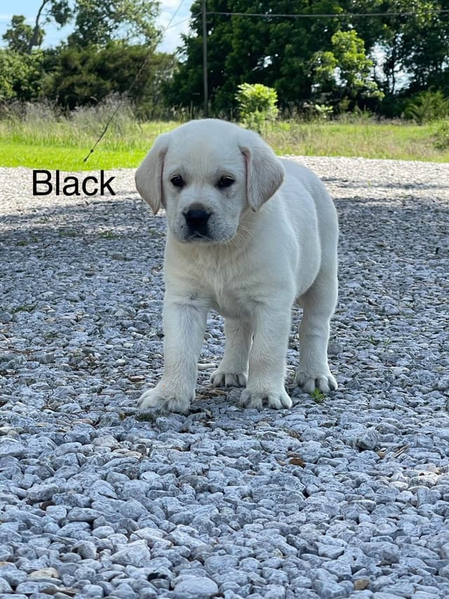 Labrador Retriever Puppies media 12