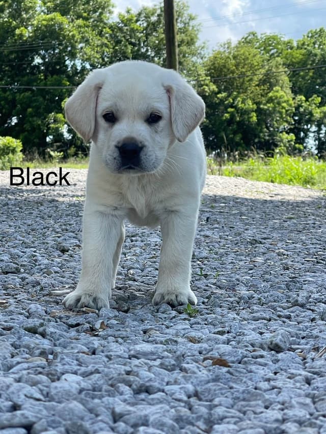 Labrador Retriever Puppies media 13