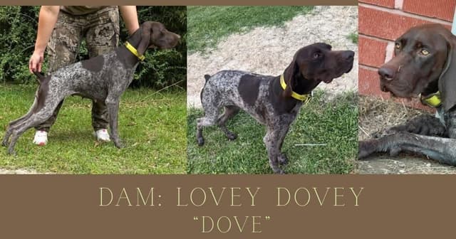 German Shorthaired Pointer Puppies media 2