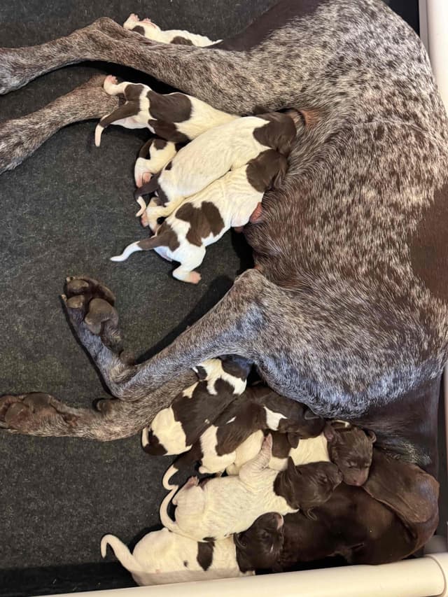 German Shorthaired Pointer Puppies media 4