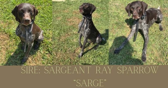 German Shorthaired Pointer Puppies media 3