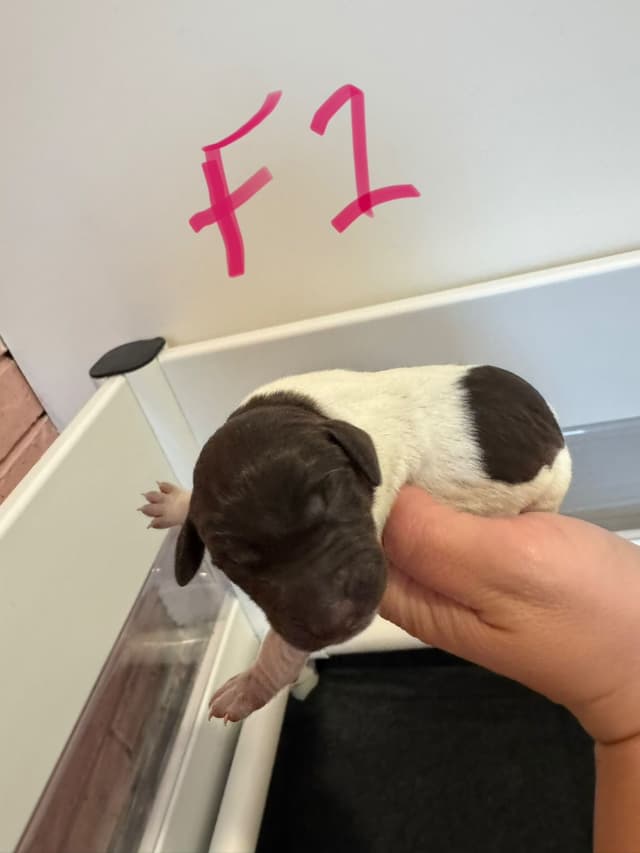 German Shorthaired Pointer Puppies media 5
