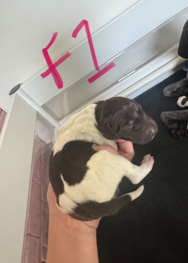 German Shorthaired Pointer Puppies media 7