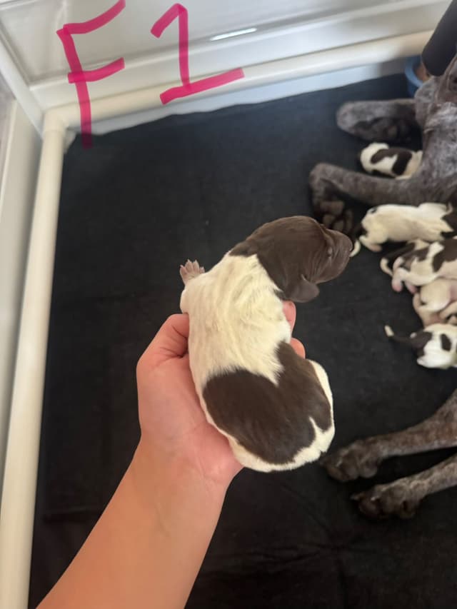 German Shorthaired Pointer Puppies media 6