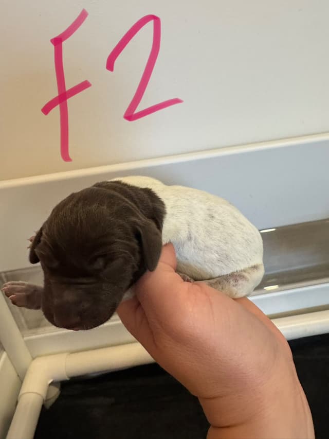 German Shorthaired Pointer Puppies media 8