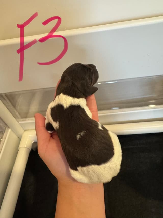 German Shorthaired Pointer Puppies media 10