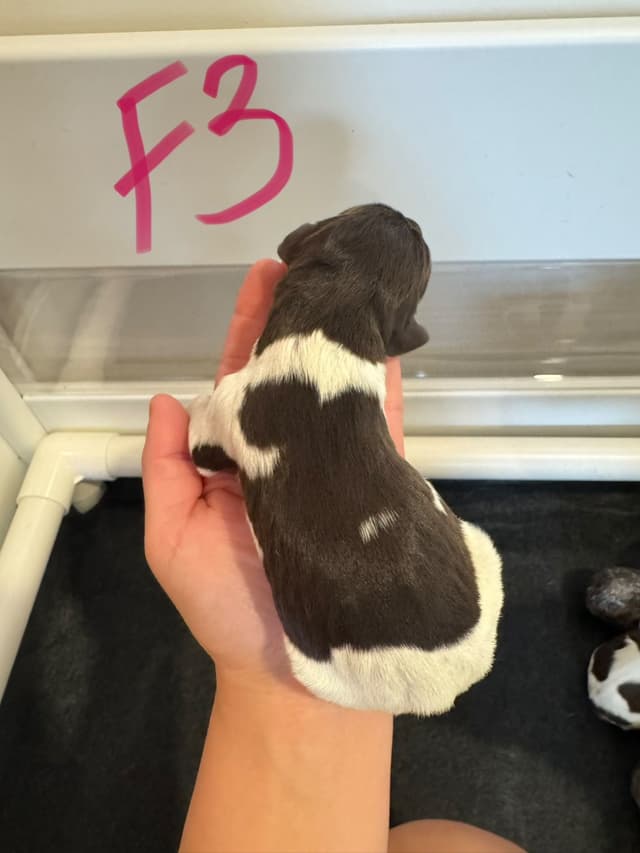 German Shorthaired Pointer Puppies media 11