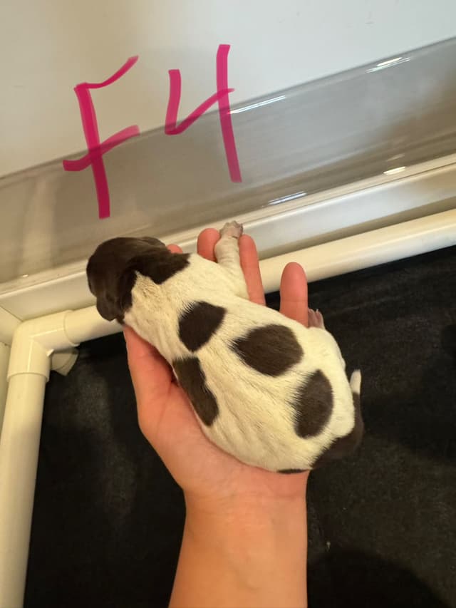 German Shorthaired Pointer Puppies media 14