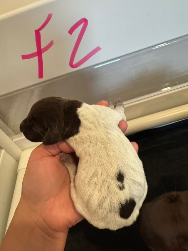 German Shorthaired Pointer Puppies media 9