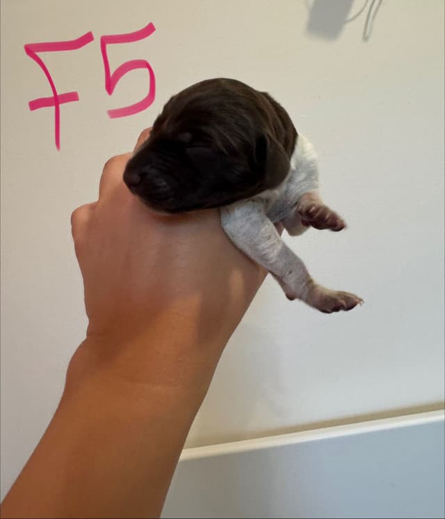 German Shorthaired Pointer Puppies media 18
