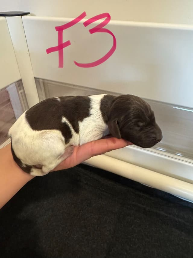 German Shorthaired Pointer Puppies media 12