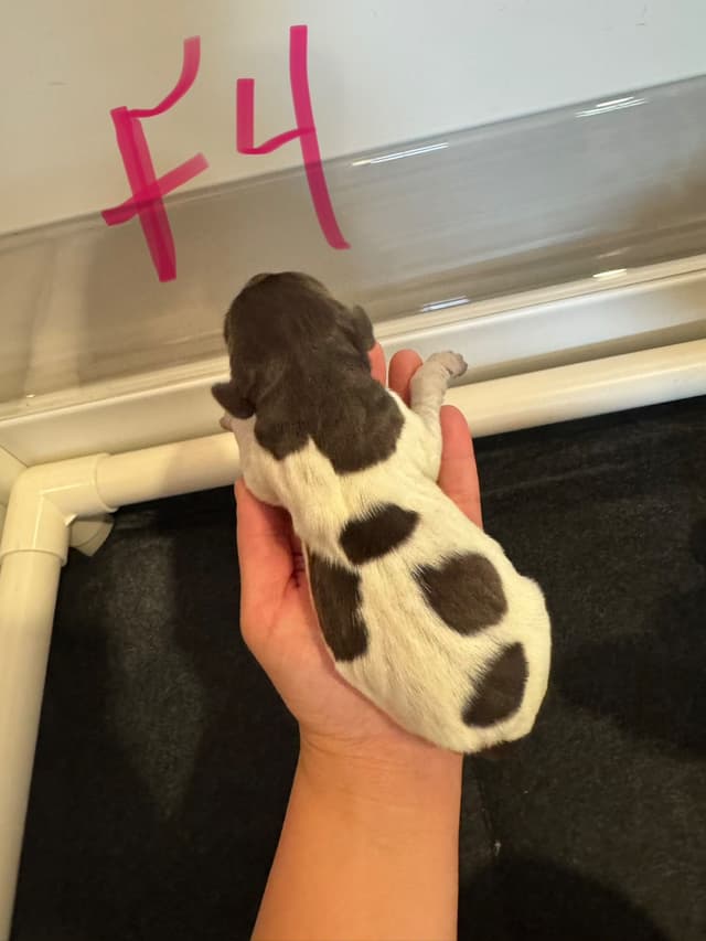 German Shorthaired Pointer Puppies media 16