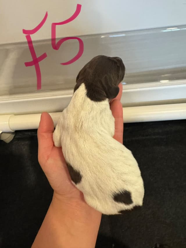 German Shorthaired Pointer Puppies media 17