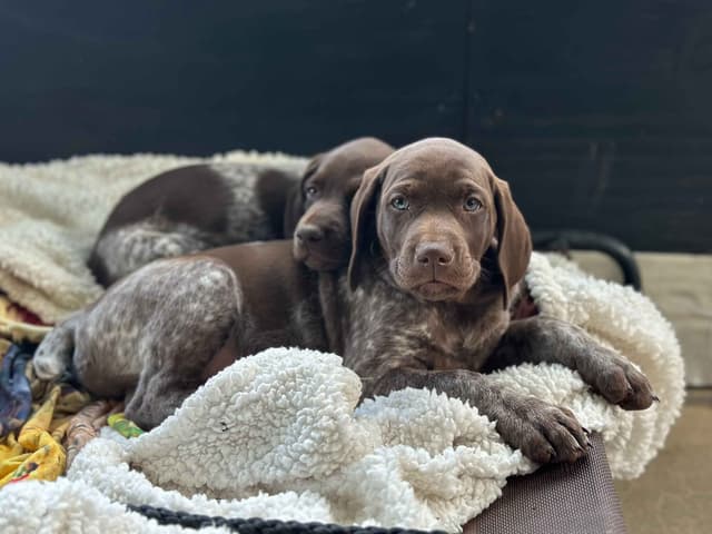 German Shorthaired Pointer Puppies media 2