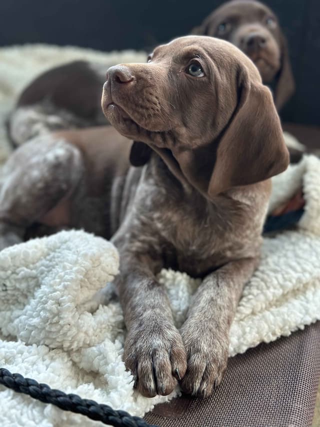 German Shorthaired Pointer Puppies media 3