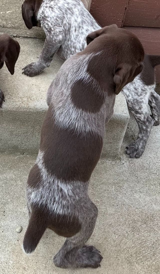 German Shorthaired Pointer Puppies media 4
