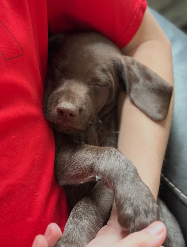 German Shorthaired Pointer Puppies media 5