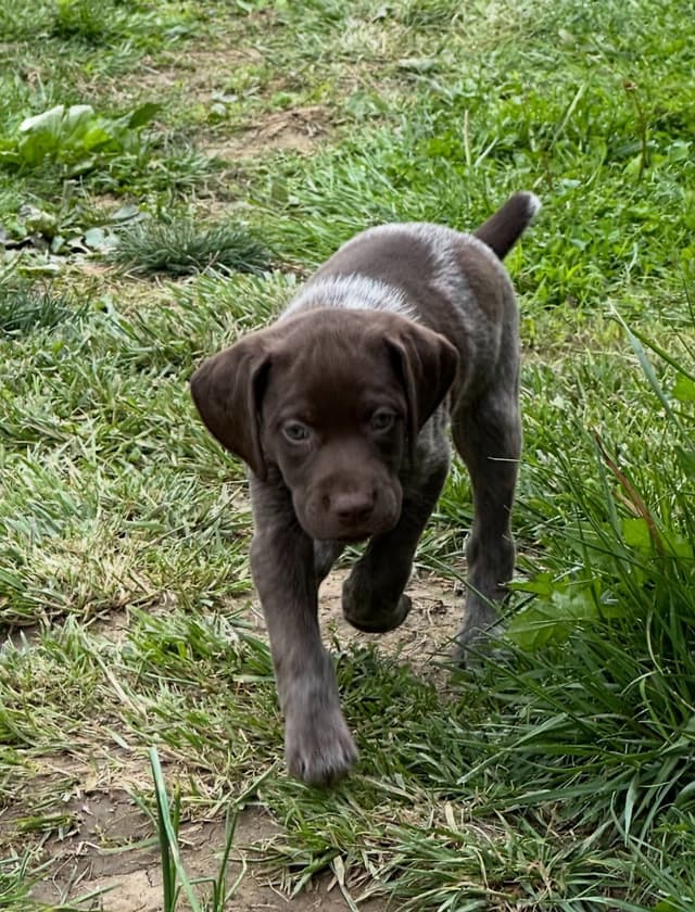 German Shorthaired Pointer Puppies media 6