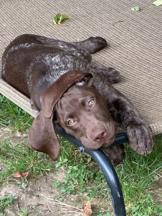 German Shorthaired Pointer Puppies media 7