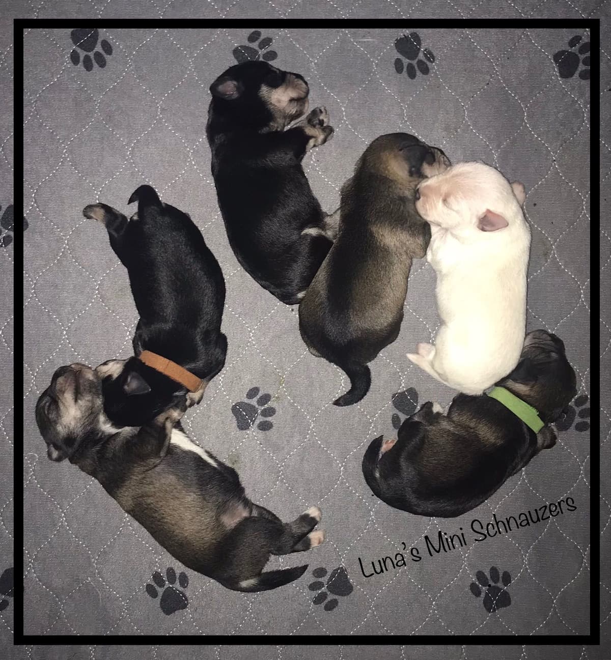 Mini Schnauzer Wheaton Female 1 blue eye breeder image 1