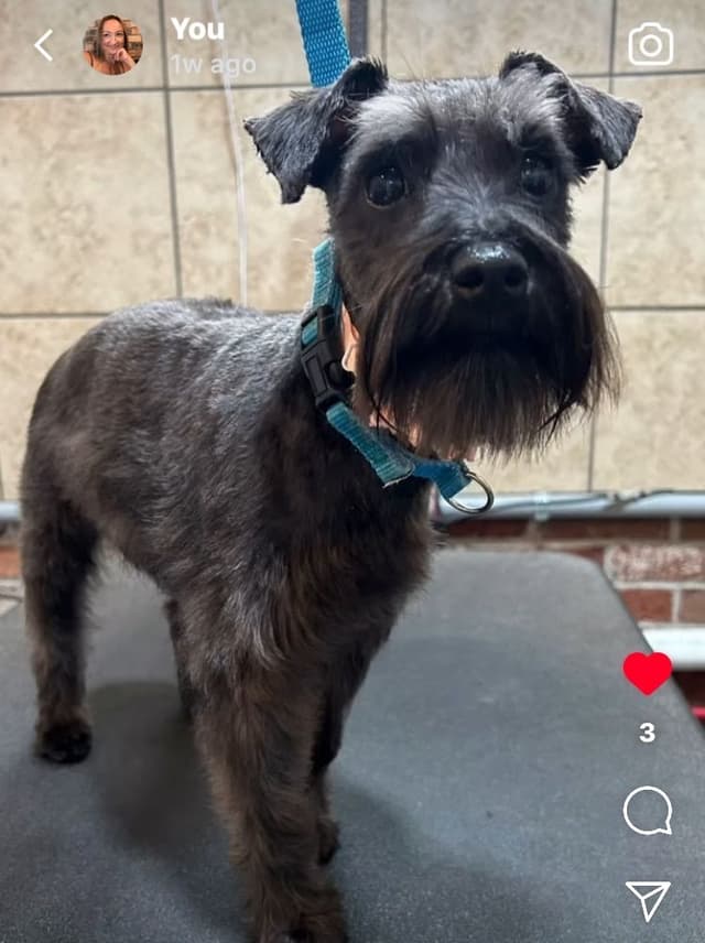 Mini Schnauzer Wheaton Female 1 blue eye media 7