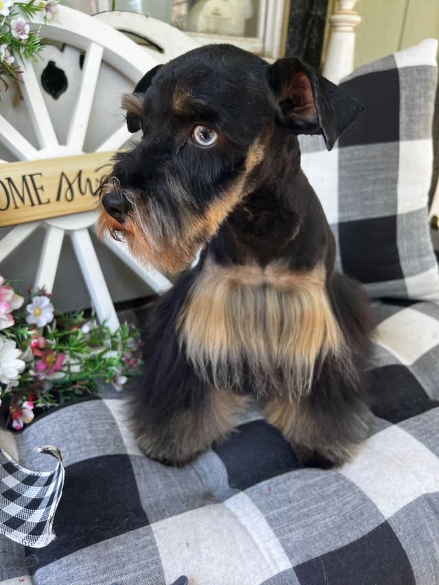 Mini Schnauzer Wheaton Female 1 blue eye media 10