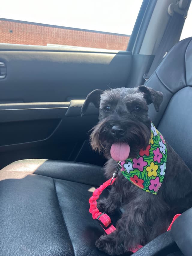 Mini Schnauzer Wheaton Female 1 blue eye media 9