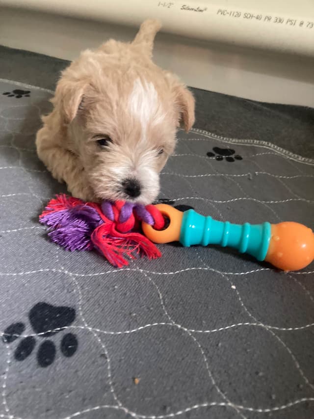 Mini Schnauzer Wheaton Female 1 blue eye media 6