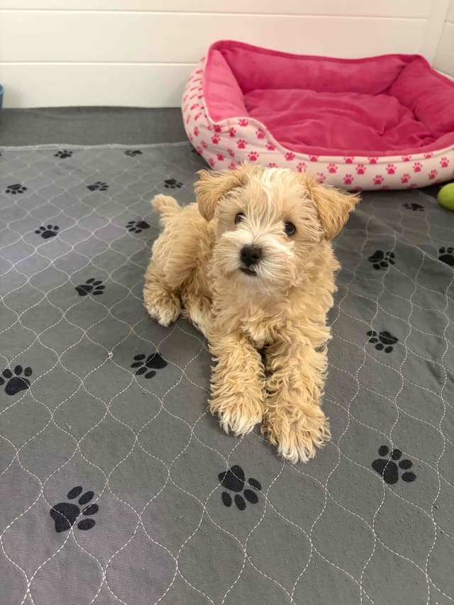 Mini Schnauzer Wheaton Female 1 blue eye media 12
