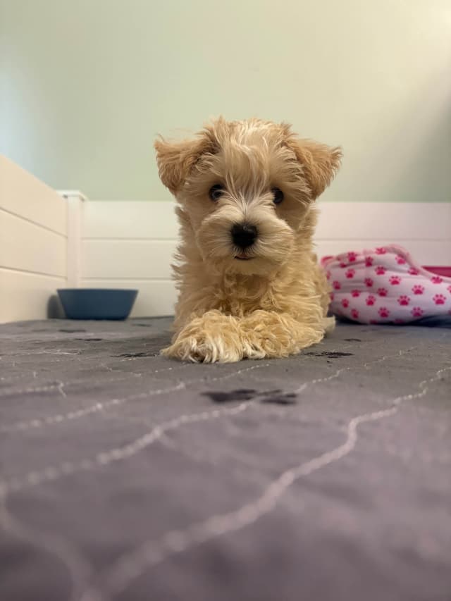 Mini Schnauzer Wheaton Female 1 blue eye media 13