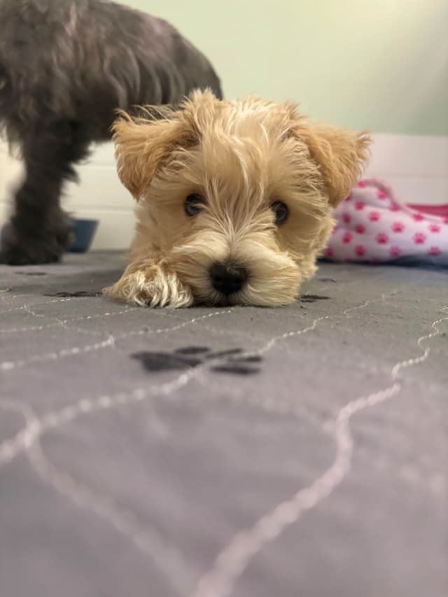 Mini Schnauzer Wheaton Female 1 blue eye media 11