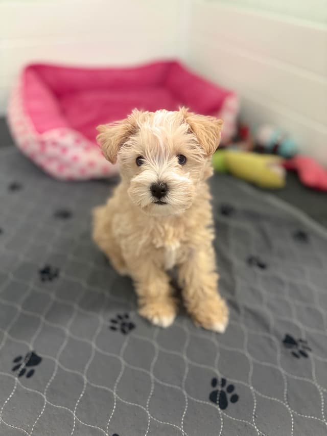 Mini Schnauzer Wheaton Female 1 blue eye media 14