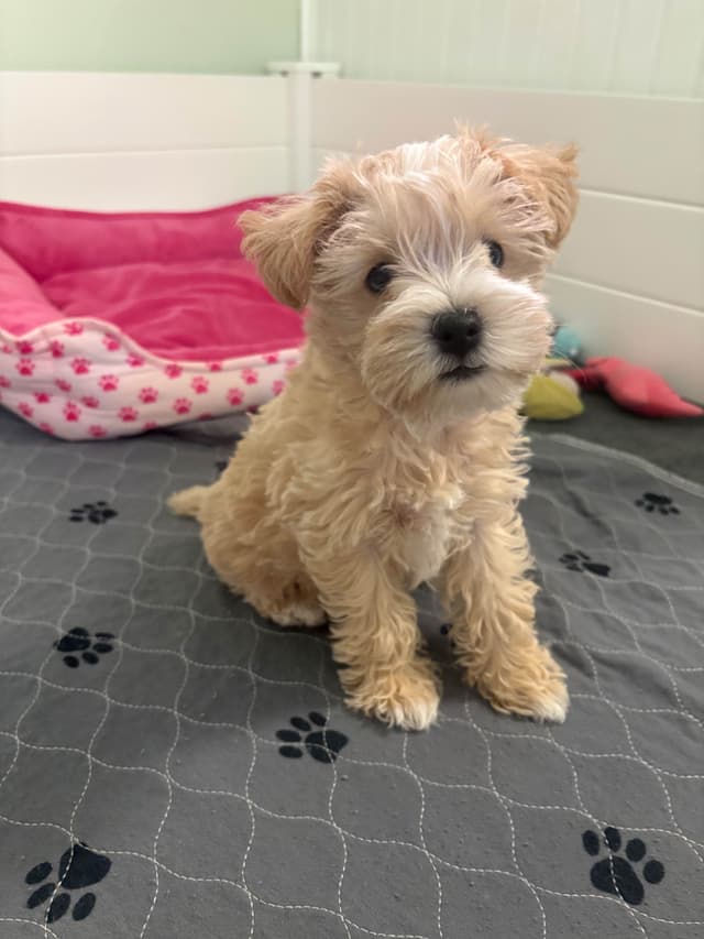 Mini Schnauzer Wheaton Female 1 blue eye media 15