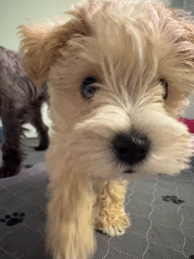 Mini Schnauzer Wheaton Female 1 blue eye media 16