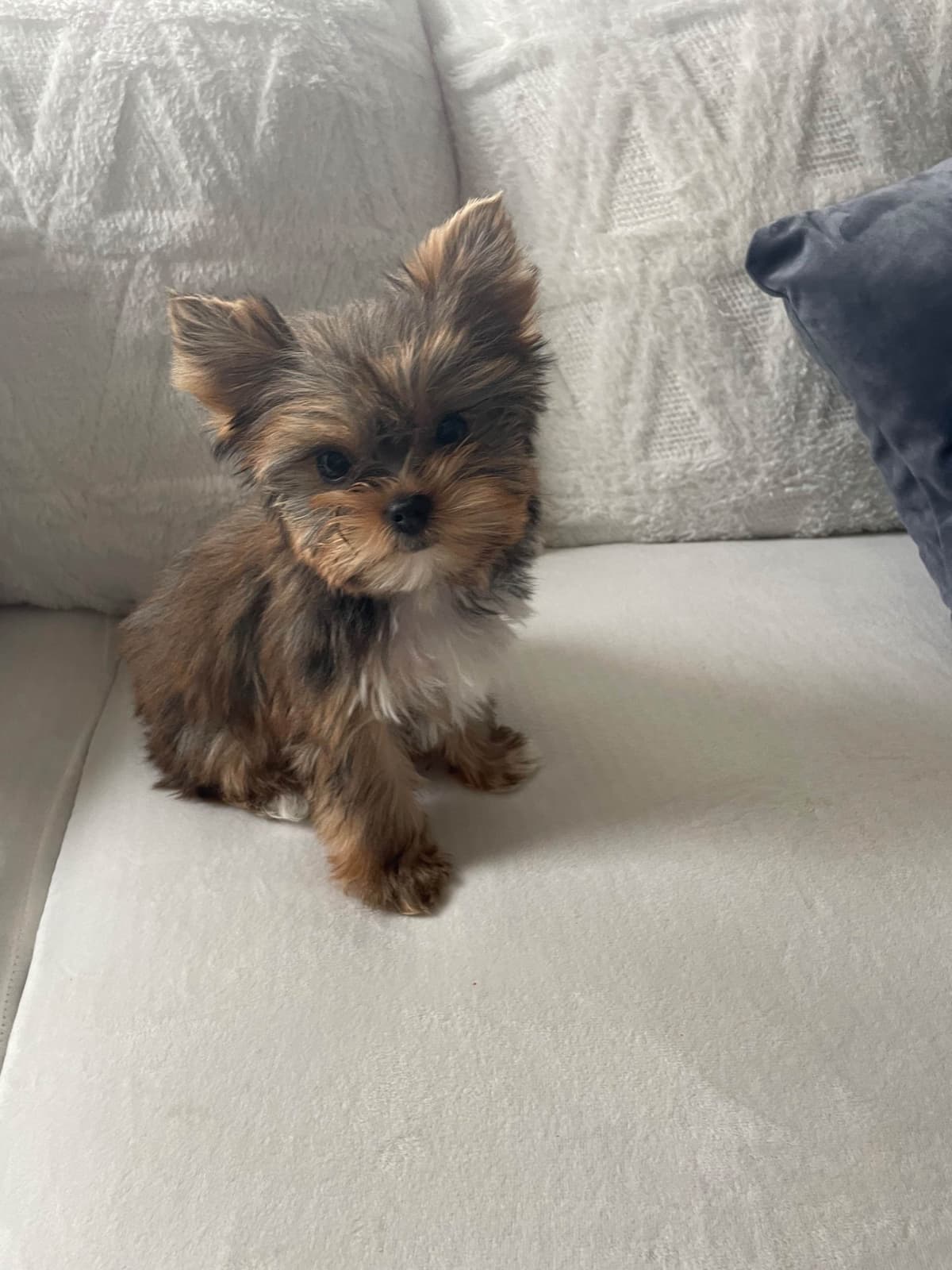 Yorkshire Terrier Puppies breeder image 4