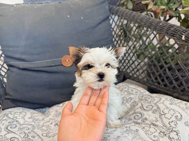 Yorkshire Terrier Puppies media 10