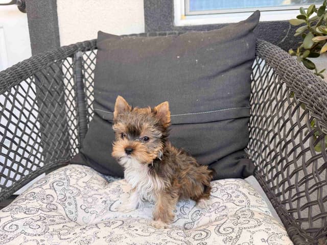 Yorkshire Terrier Puppies media 4