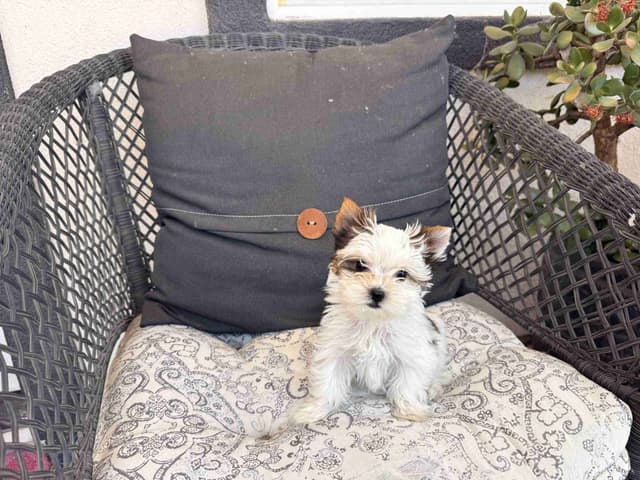 Yorkshire Terrier Puppies media 12